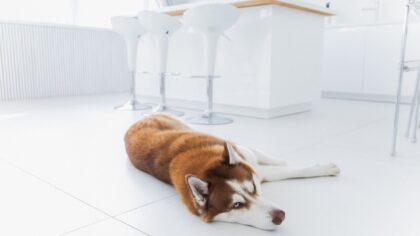 Human food for dogs done safely: everyday snacks you can share and when to skip them