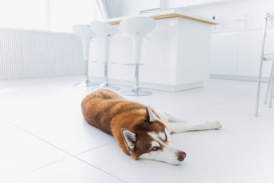 Dog eating carrot