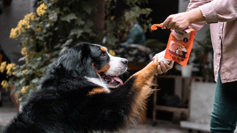 Dog owner sharing