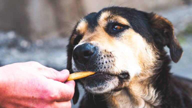 Dog eating carrot