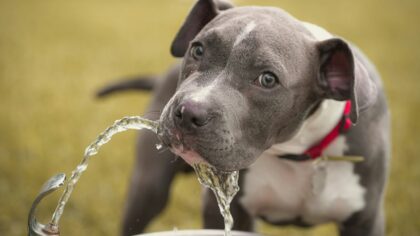 Hydration for dogs: how to keep your pet drinking enough water every day