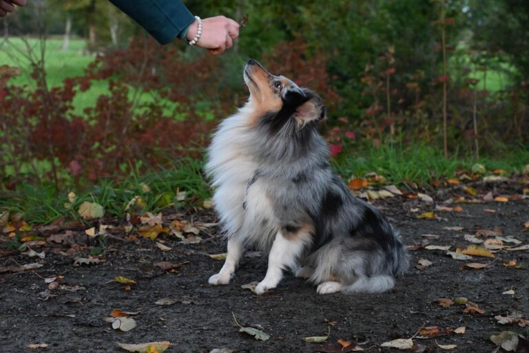 Dog training impulse