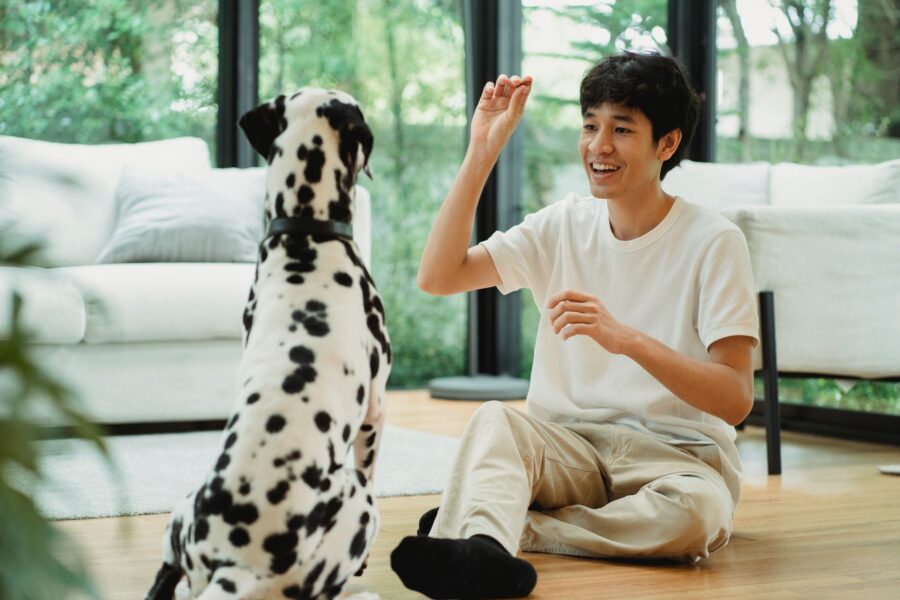 Dog training impulse