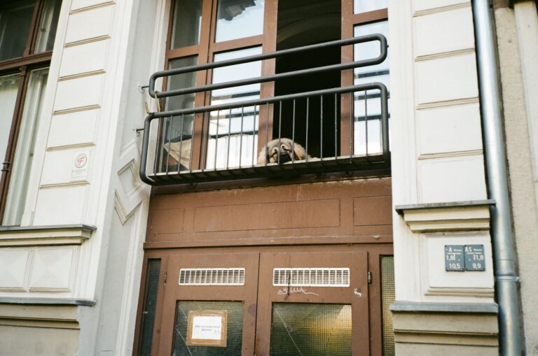 Dog balcony safety