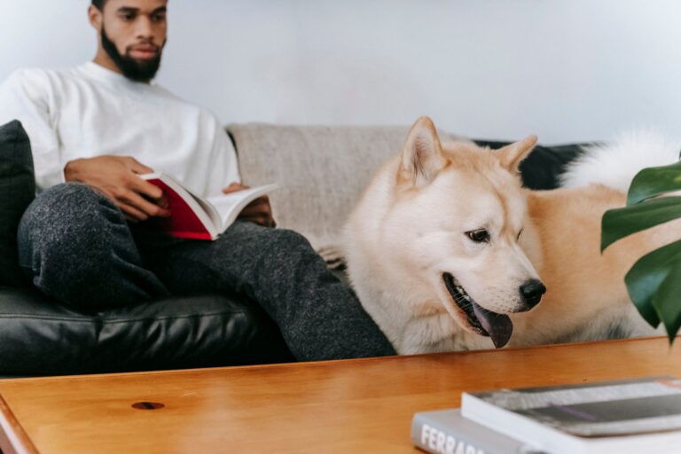 Dog apartment living