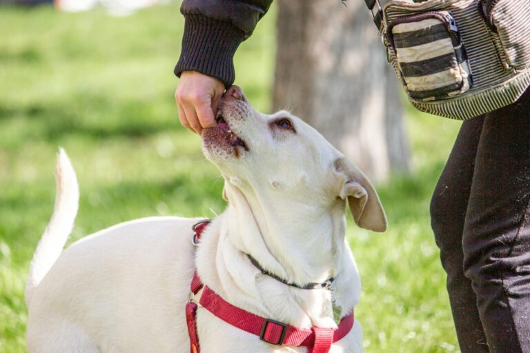 Dog nosework treat