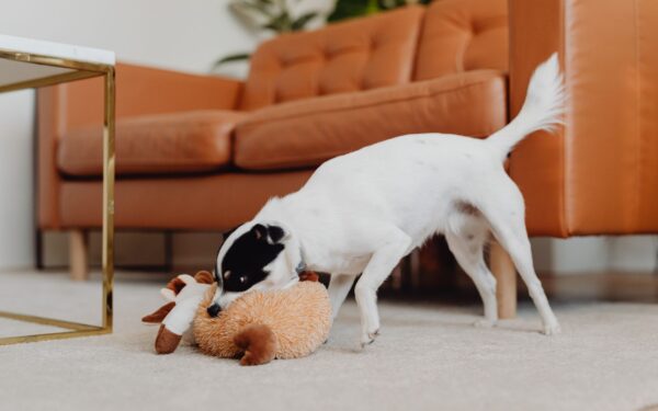 Indoor exercise ideas for dogs that burn energy and build your bond