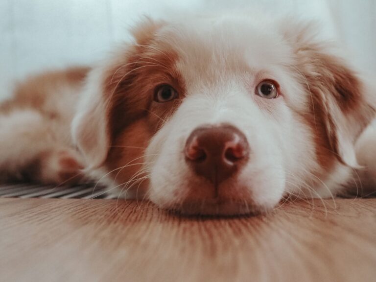 Dog nose work