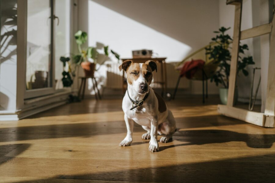 Dog playing tug