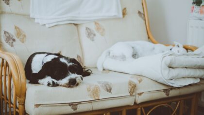Indoor obstacle courses for dogs that turn home time into real exercise