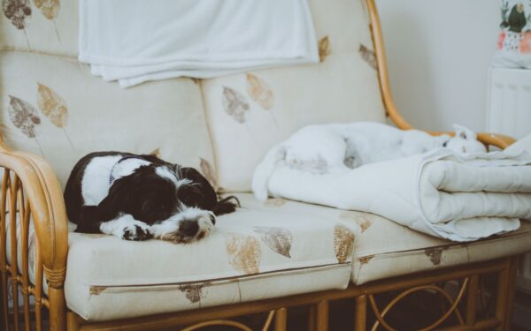 Indoor obstacle courses for dogs that turn home time into real exercise