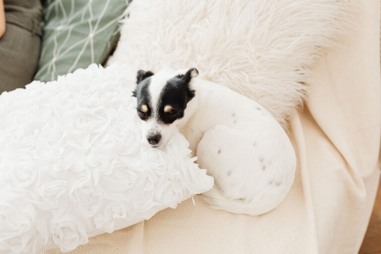 Dog indoor obstacle