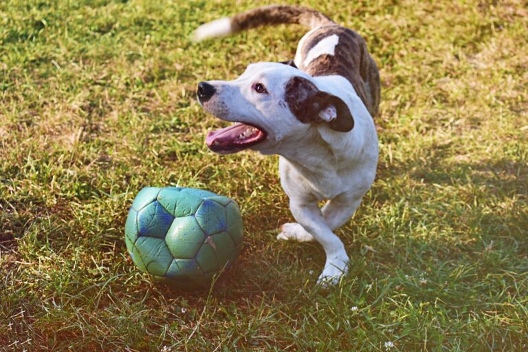 Dog playing scent