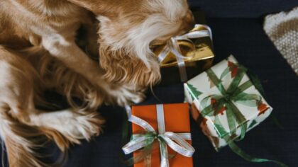 Indoor scent games for dogs that turn ordinary days into scent-filled play