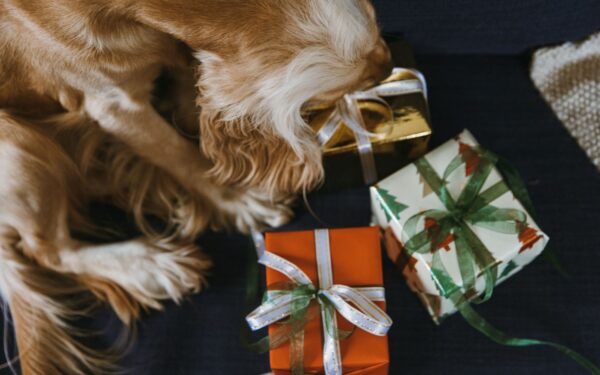 Indoor scent games for dogs that turn ordinary days into scent-filled play