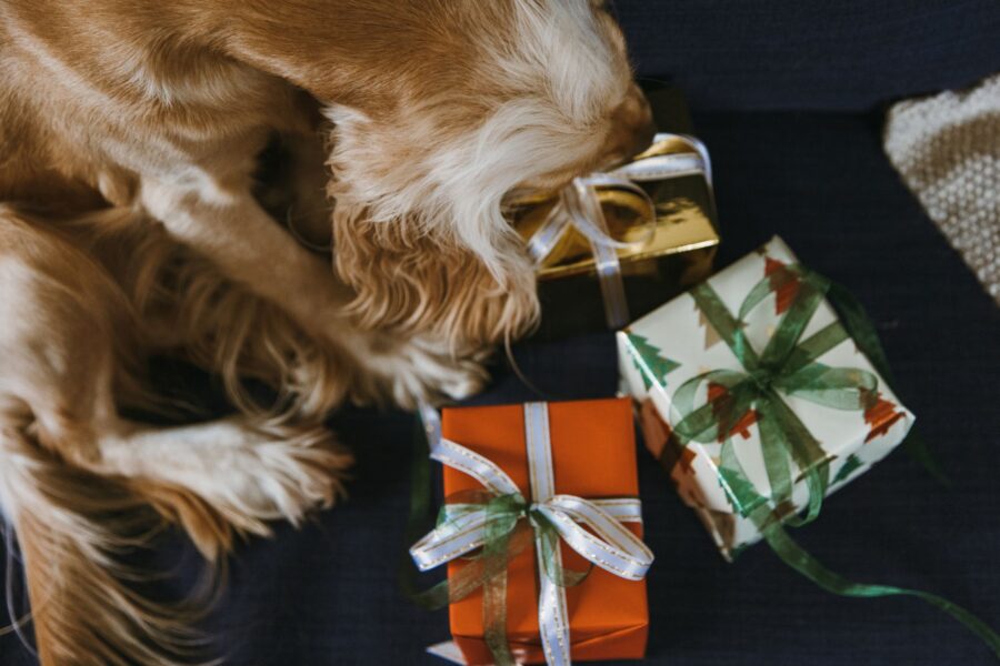 Dog sniffing cardboard