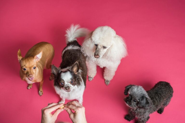 Small dog training