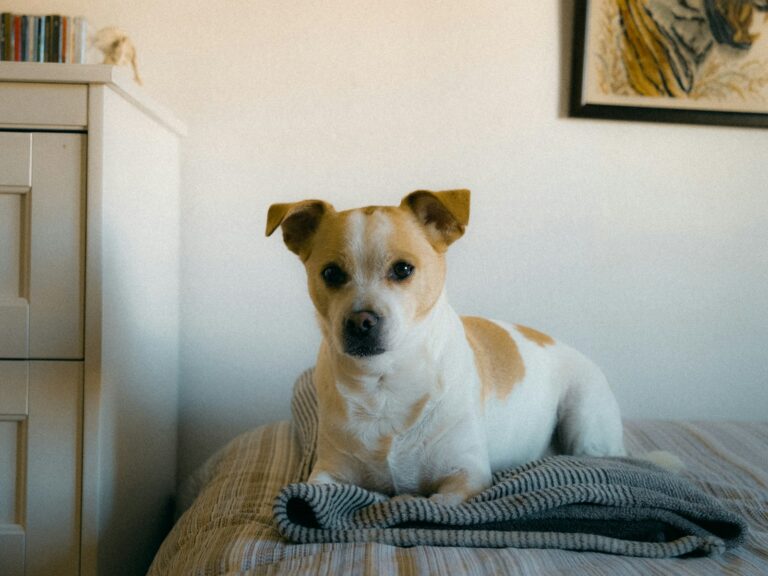 Small dog indoors