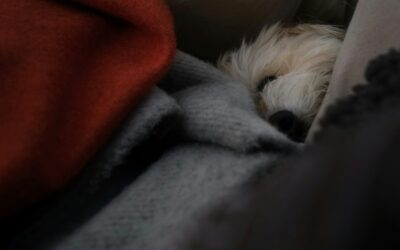 Keeping small dogs safe and comfortable at home: a beginner-friendly care guide