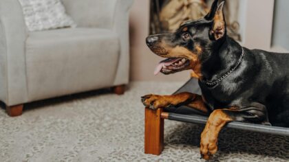 Large dog breeds for apartments: what really matters besides size