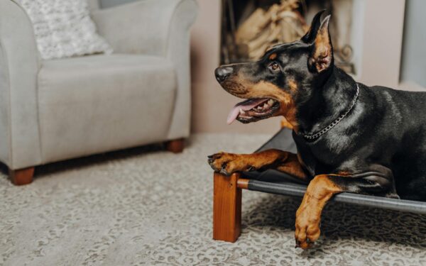 Large dog breeds for apartments: what really matters besides size