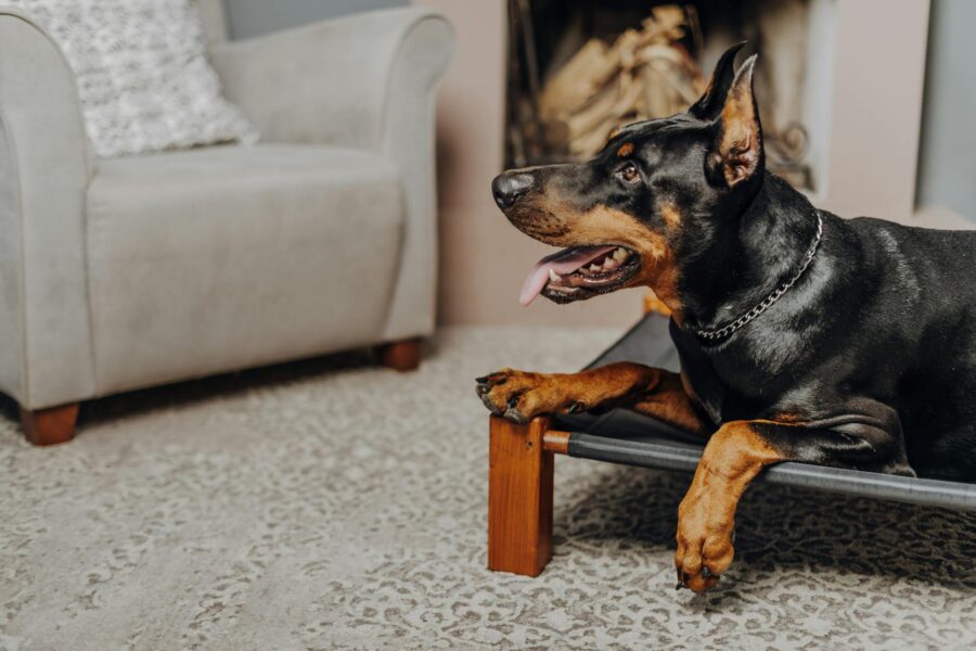 Large dog relaxing