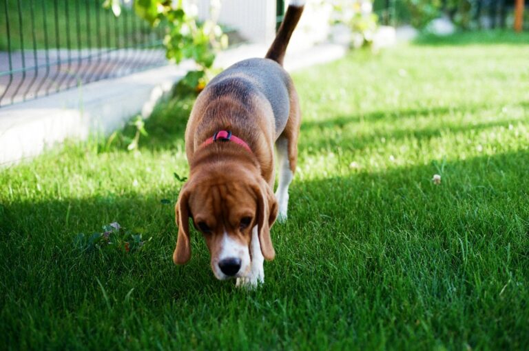 Beagle bloodhound basset
