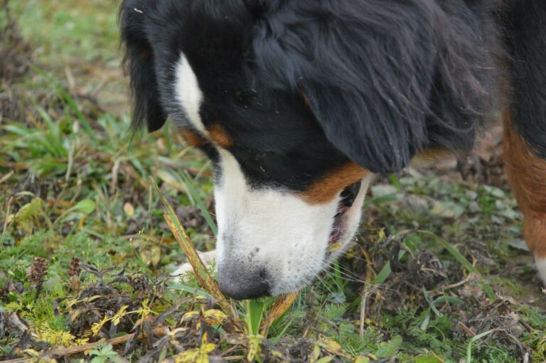 Dog nose close