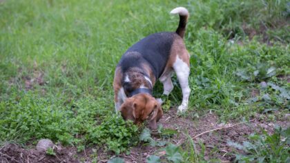 Life with a scent hound: traits, challenges and rewards of nose-led dogs