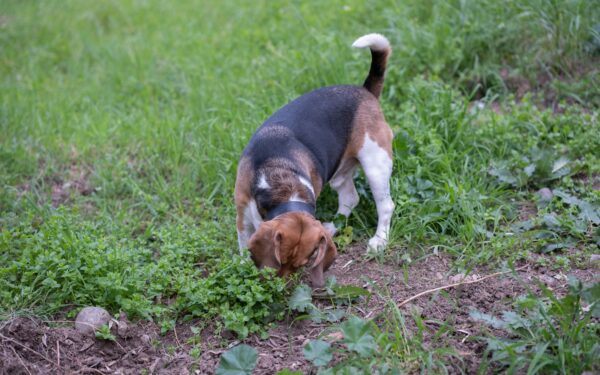 Life with a scent hound: traits, challenges and rewards of nose-led dogs