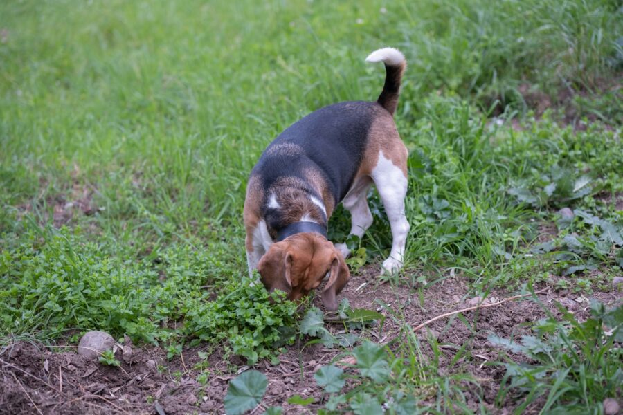 Beagle bloodhound basset