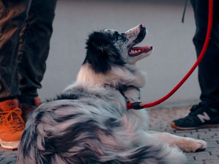 Border collie walking