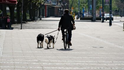 Living with a herding breed dog in the city: practical tips for a calm, fulfilled companion