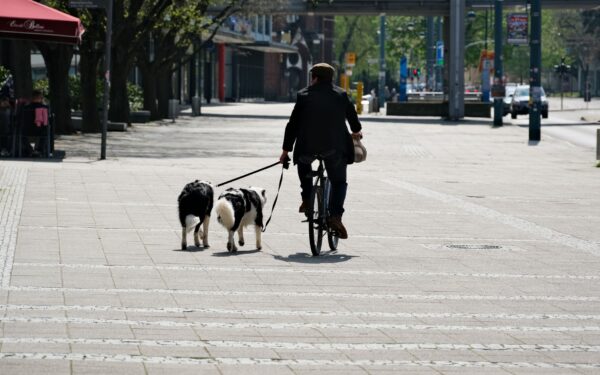 Living with a herding breed dog in the city: practical tips for a calm, fulfilled companion
