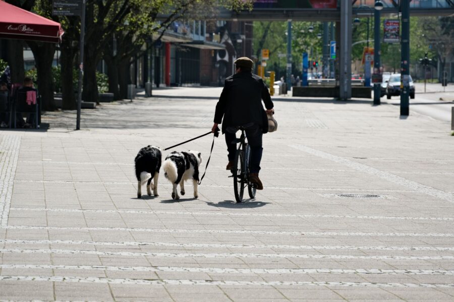 Border collie walking