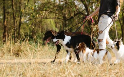 Loose leash walking made simple: a kind guide to calmer walks with your dog