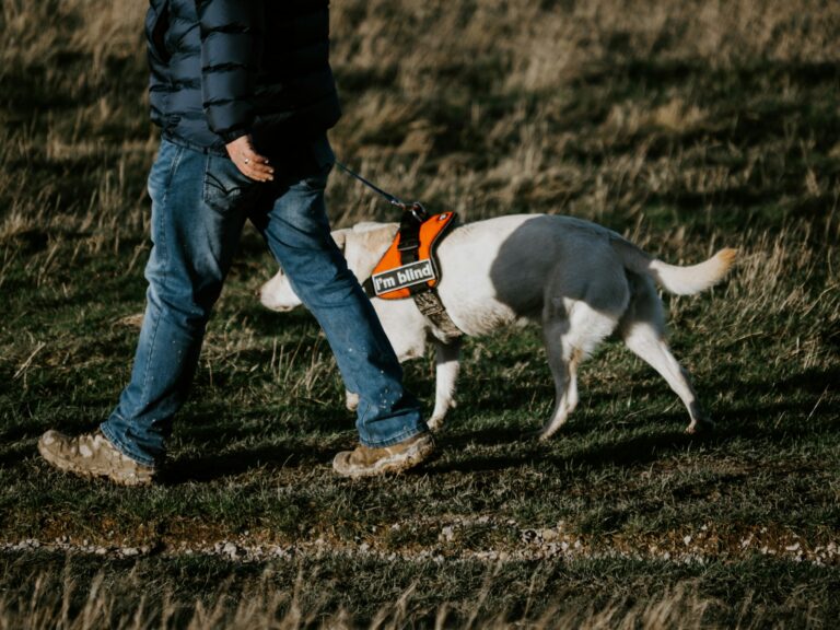 Dog harness close
