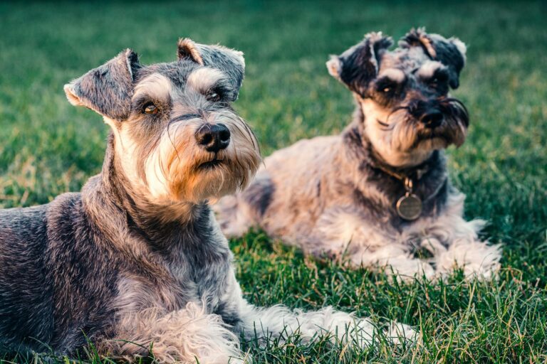 Miniature schnauzer grooming table brush portuguese water dog