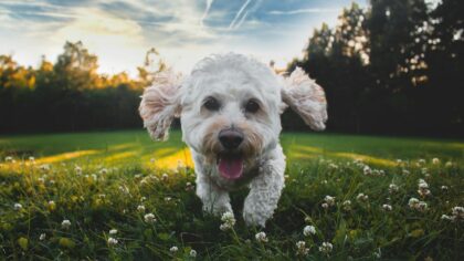Low-shedding dog breeds that still enjoy an active lifestyle