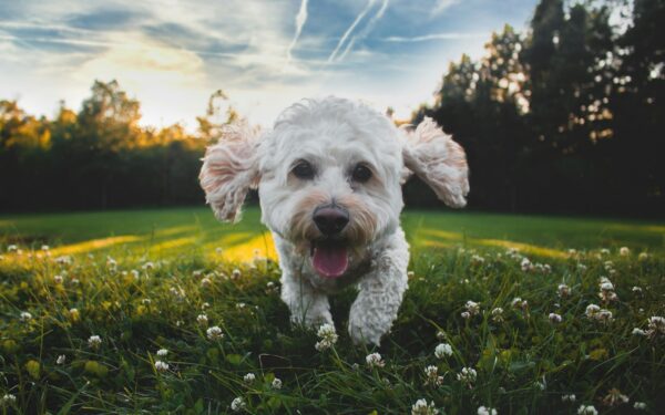 Low-shedding dog breeds that still enjoy an active lifestyle