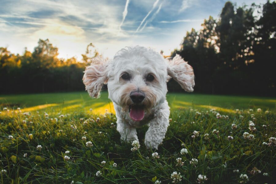 Active poodle running outside park grass