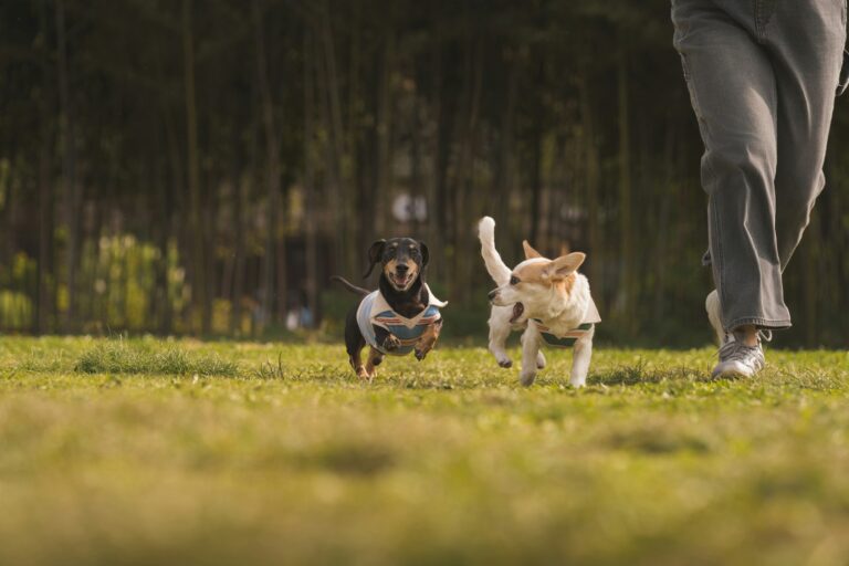 Active poodle running outside park grass