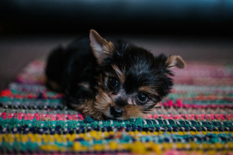 Dog sniffing treats rug