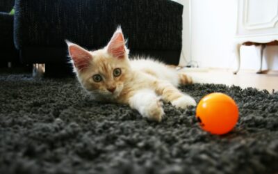 Managing boredom in dogs with kind training games at home