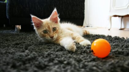 Managing boredom in dogs with kind training games at home