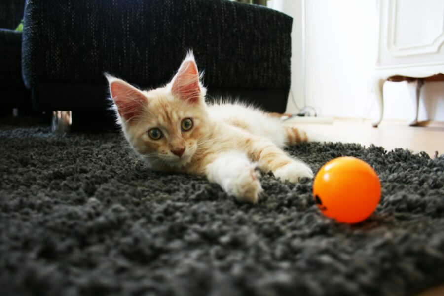 Dog enrichment toys living room carpet