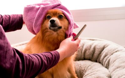 Managing dog odor at home with kind, practical care