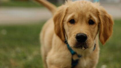 Medium dog breeds for everyday life: size, traits and care tips