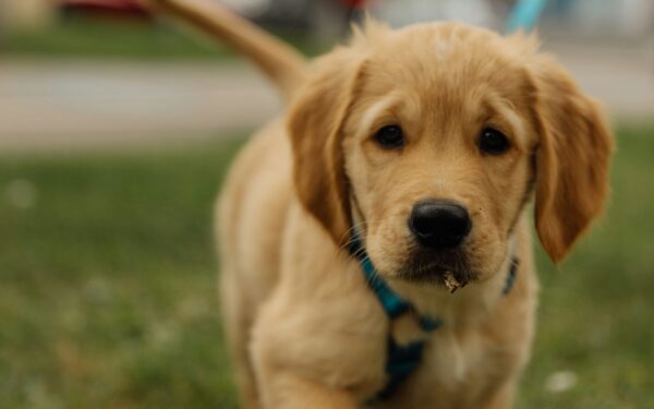 Medium dog breeds for everyday life: size, traits and care tips