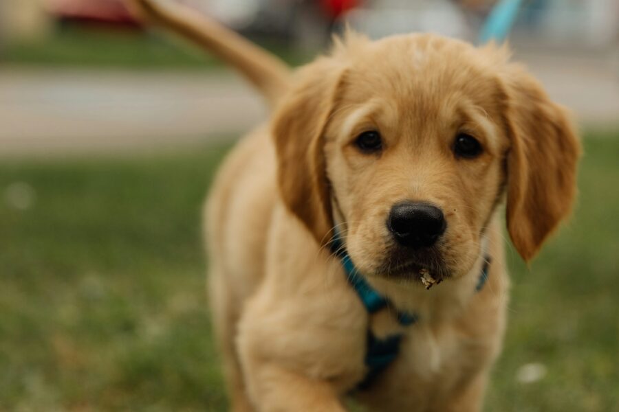 Medium dog walking outside grass leash